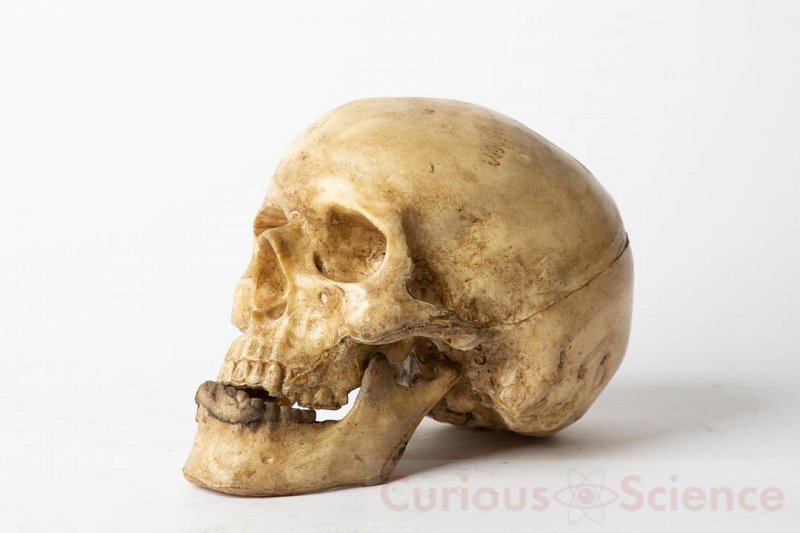 Human Teaching Skulls (priced individually)